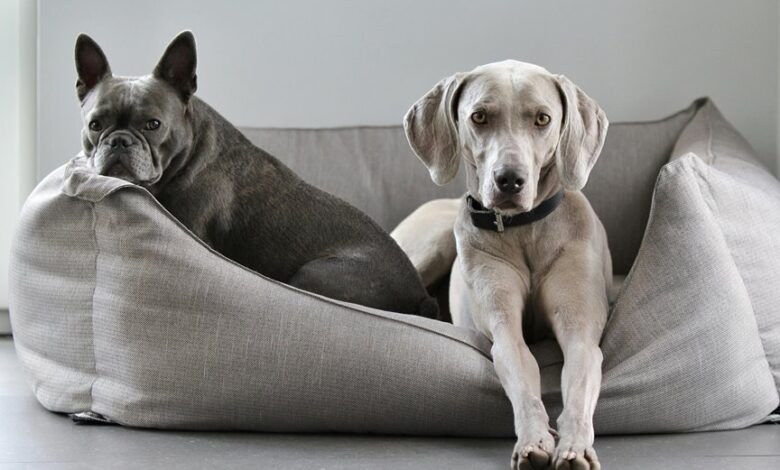 effortless home protection breeds