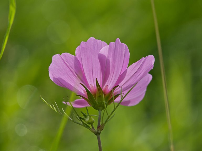 betterthiscosmos post insightful meaning revealed