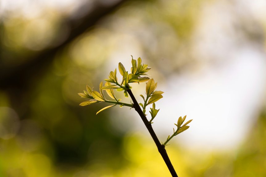 radiant node start growth unlocks